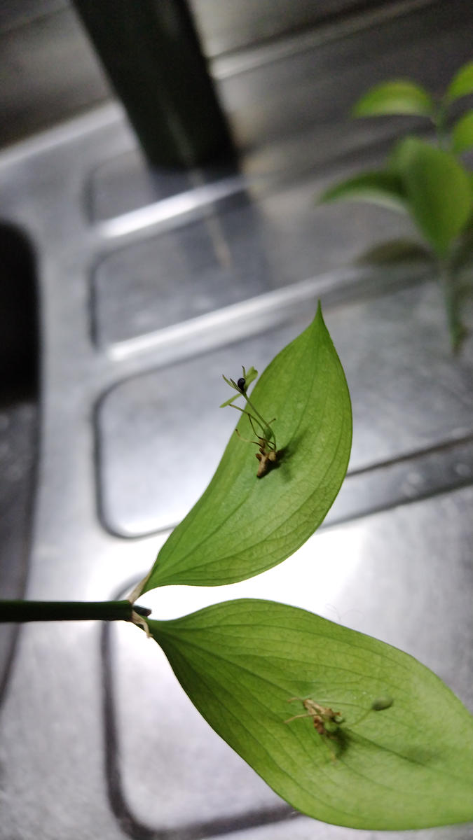 この植物の名前はわかりません花束に入っていて可愛かったので 