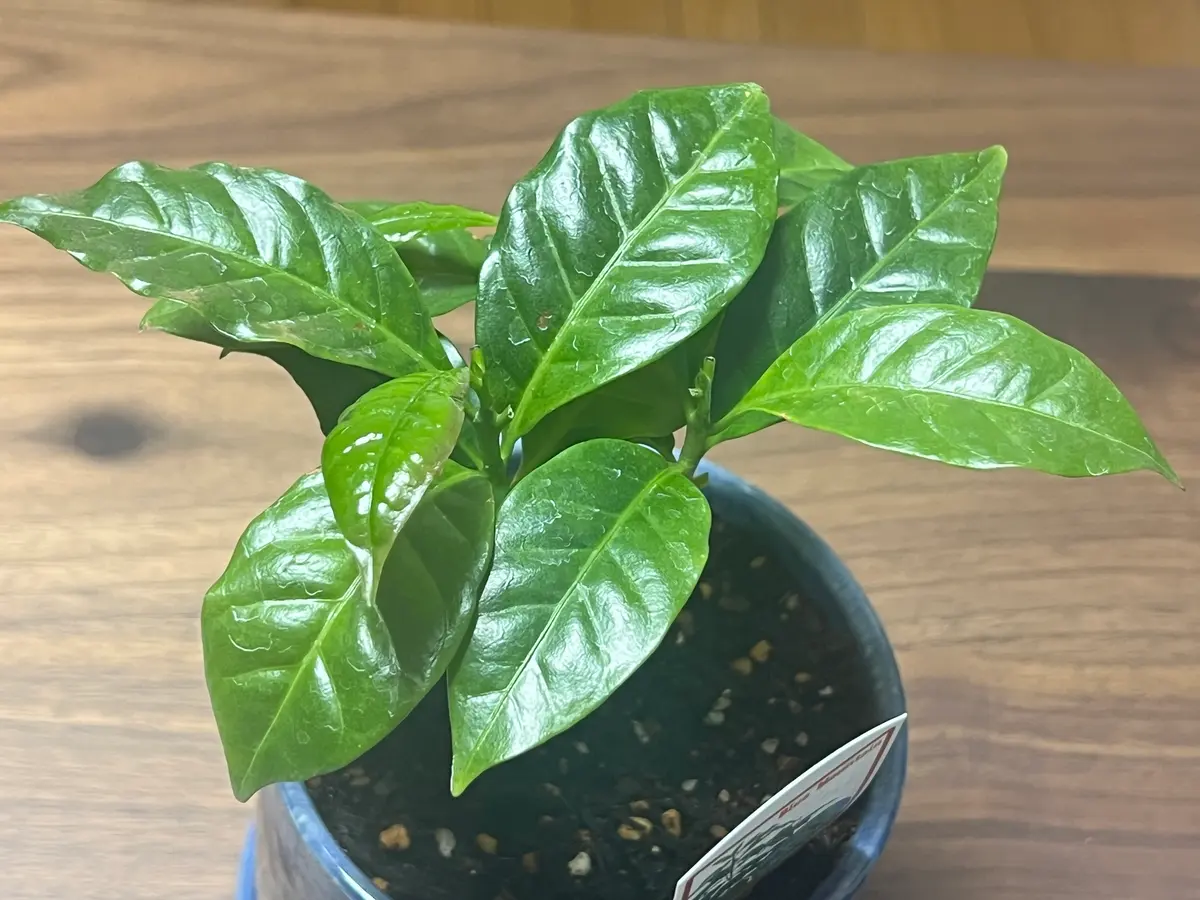コーヒーの木(ブルーマウンテン)をポットから植え替えして2週間