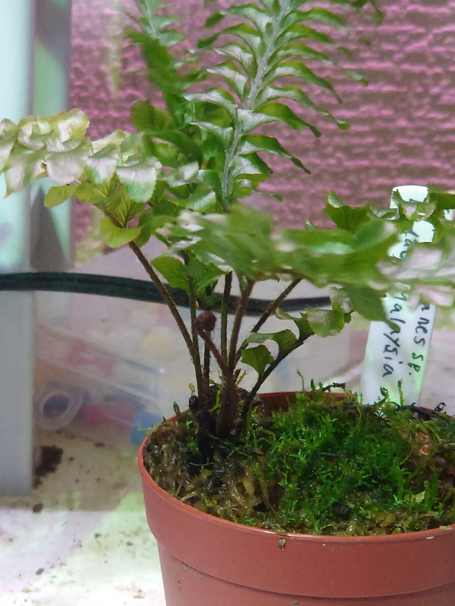 水苔で植えられているCephalomanessp.EndauMalaysiaの鉢の｜園芸