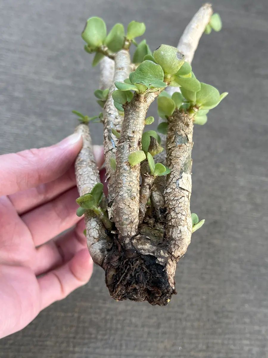 2月末に植物を初めて購入いたしました。育て方がわからず、お｜園芸