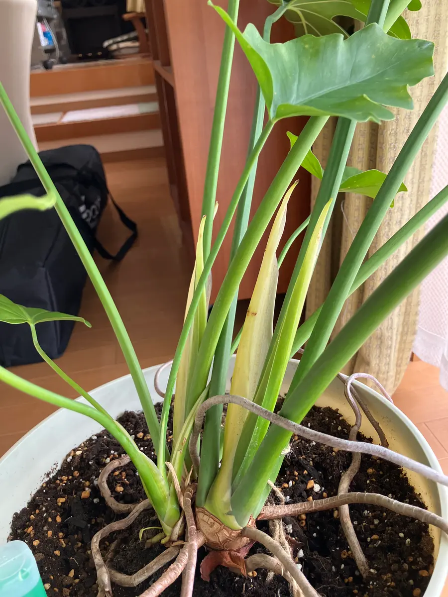 3年目くらいのセロームです。根が上に出てくるので、年に一回植