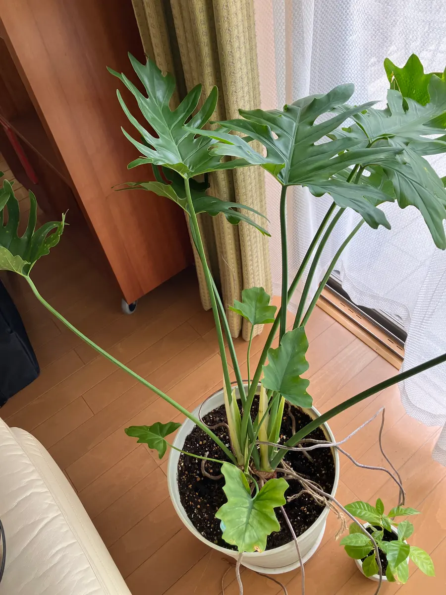 な根セローム8寸写100センチ以上葉っぱ荷造りの時少しだけ曲げます な