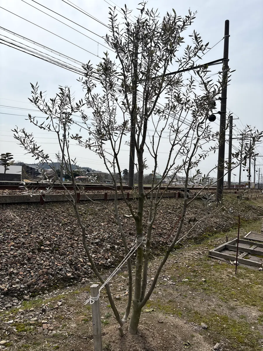 オリーブの木 2メートルくらい