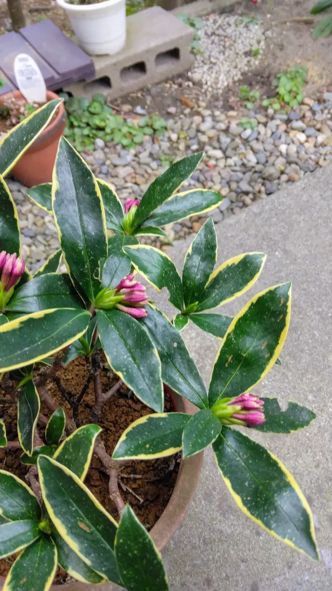 沈丁花について教えてください。知人から枝を貰い、挿し木で｜園芸