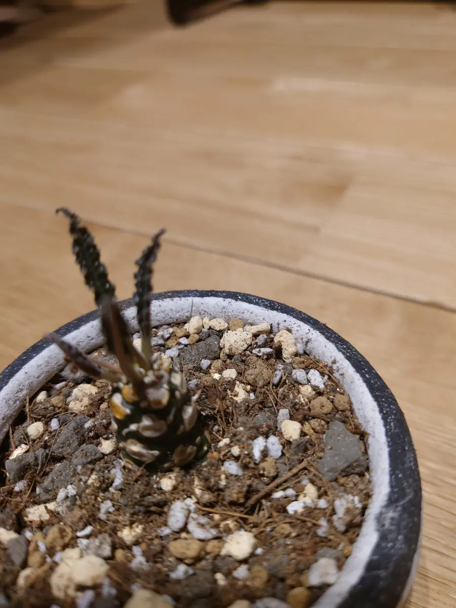 【お問合せ・確認用】植物全般（多肉、球根、水草、熱帯植物等） ザ・ファームセレクト]ヒポクシス：ヘメロカリディア 4号鉢植え