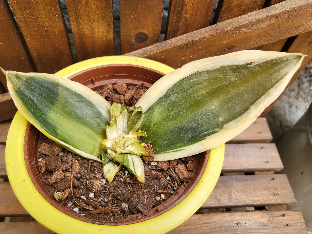 最高級のスーパー サンスベリア sansevieria サンセベリア 大株 ウォーターメロン サンスベリア