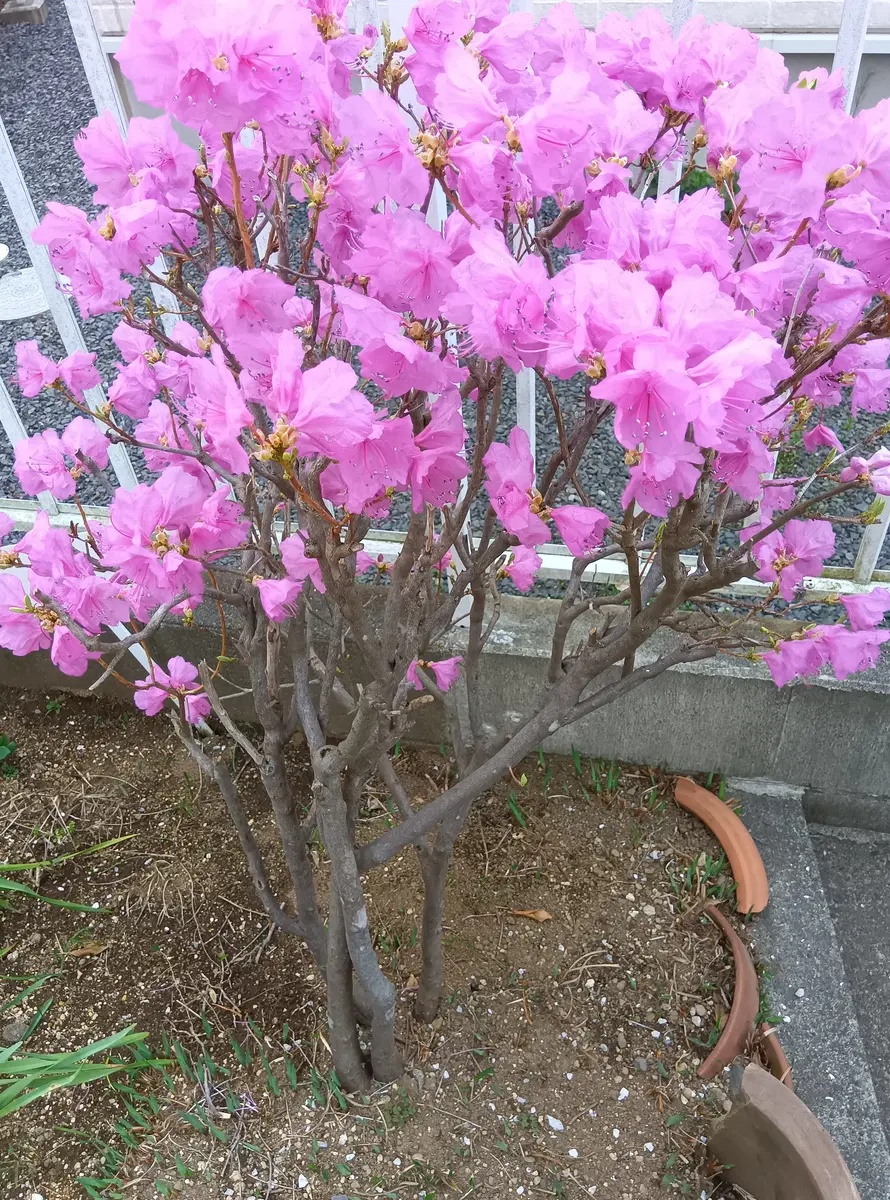 大特価 pop 今満開のこの木の花の名前が分かりません15年前からあります 生物学