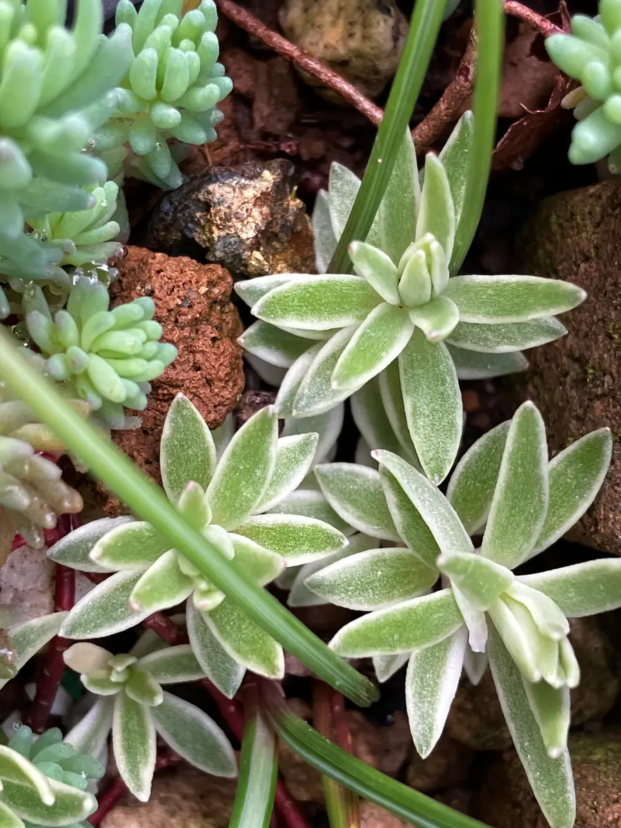 Top【選抜株】多肉植物　19586 カーニバル10個 鉢無し/脱土 拡大して撮影してます。去年の春は鉢から長く垂れ下がってまし