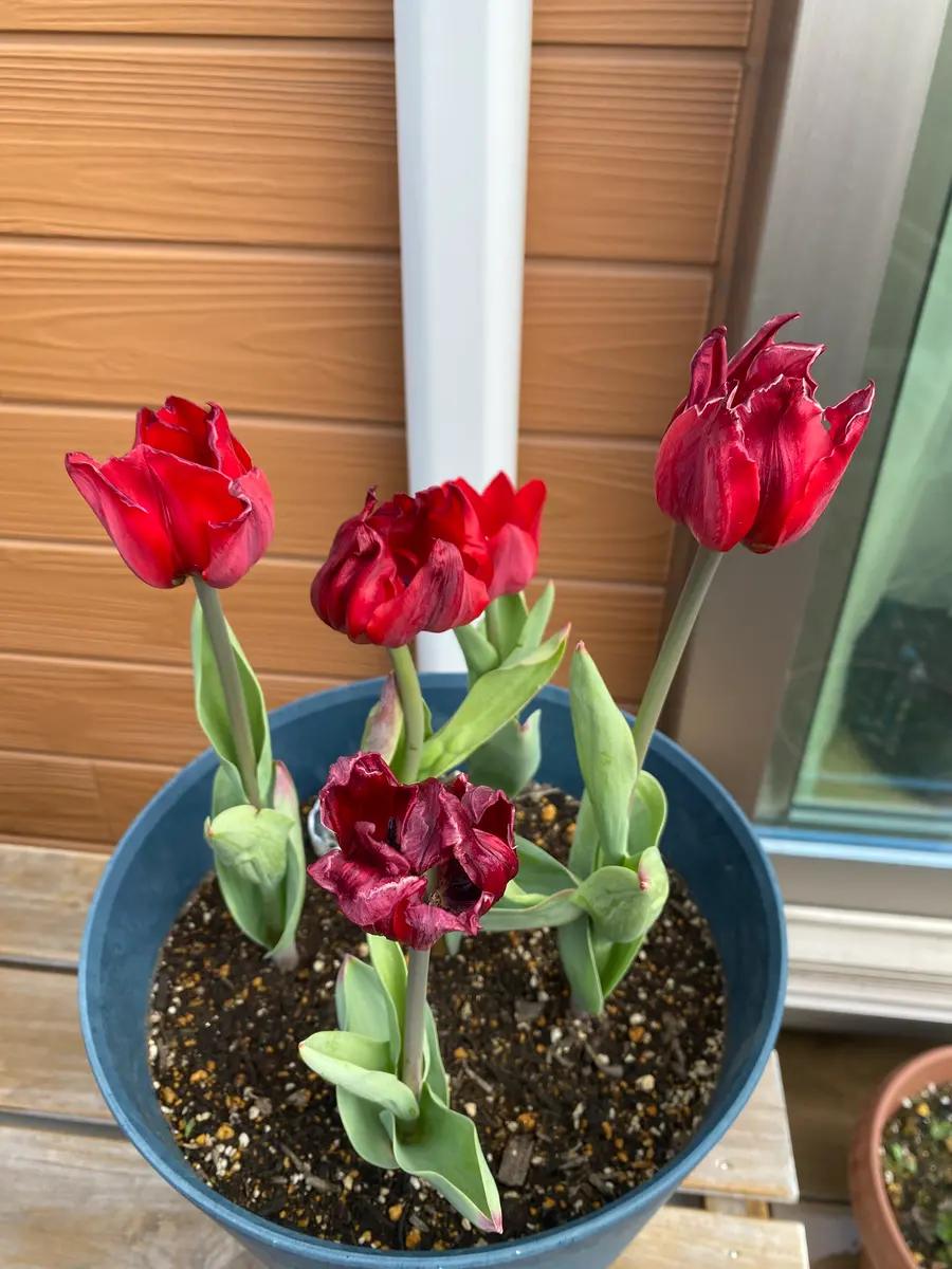 チューリップが咲ききる前に枯れそうです花が出るところま｜園芸