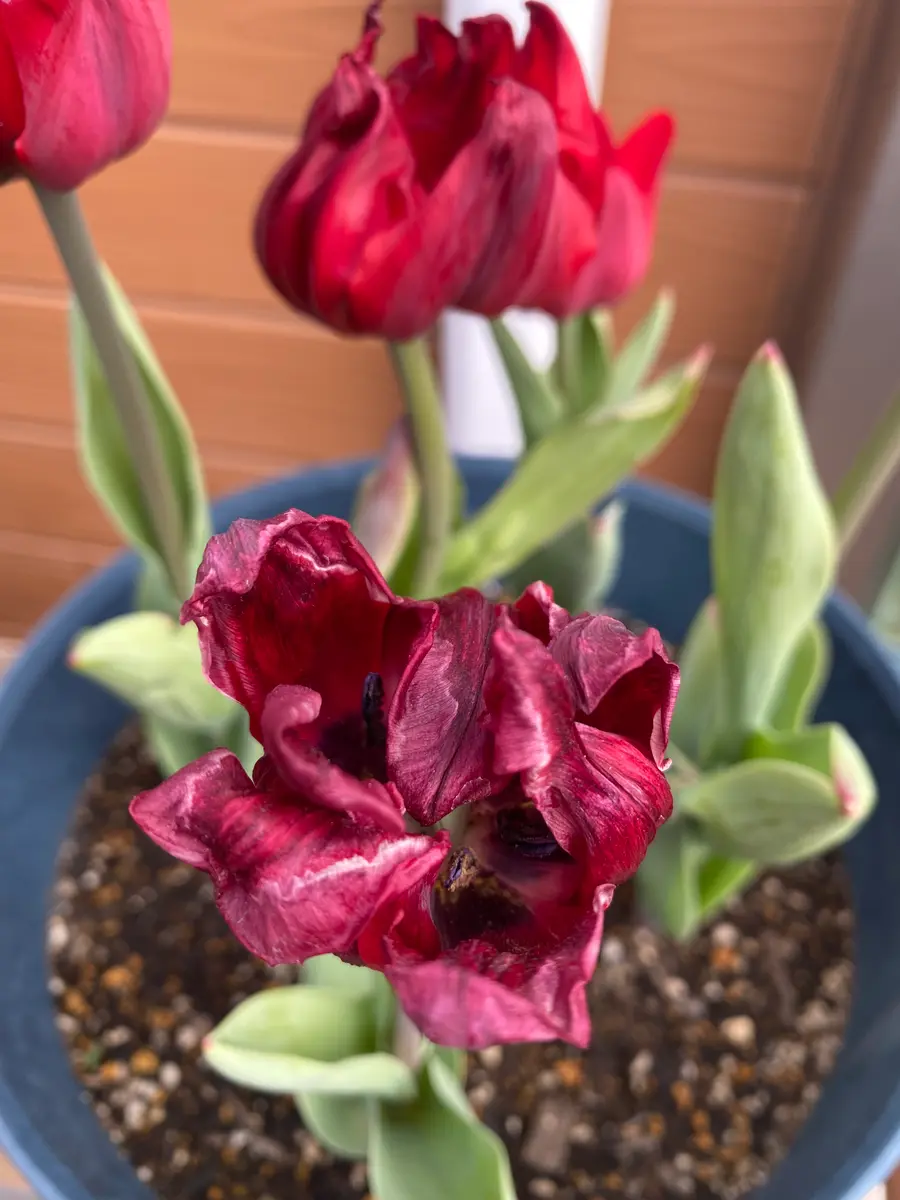 チューリップが咲ききる前に枯れそうです花が出るところま｜園芸