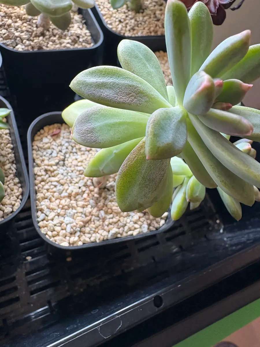 お世話になります。今日は私の家の秋麗が葉焼け？なのか変色し