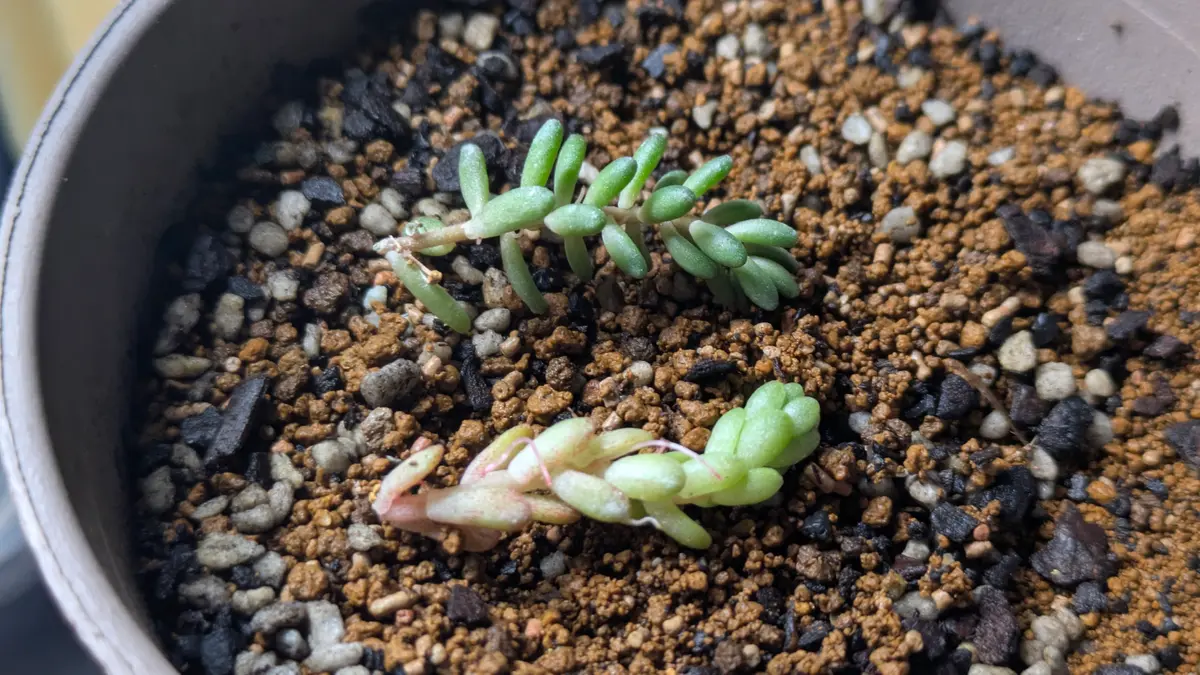 多肉植物 たまちゃ•*¨*•.¸¸♬ 多肉植物 たまちゃ•*¨*•.¸¸♬ 多肉植物 たまちゃ•*¨*•.¸¸♬ 多肉女子