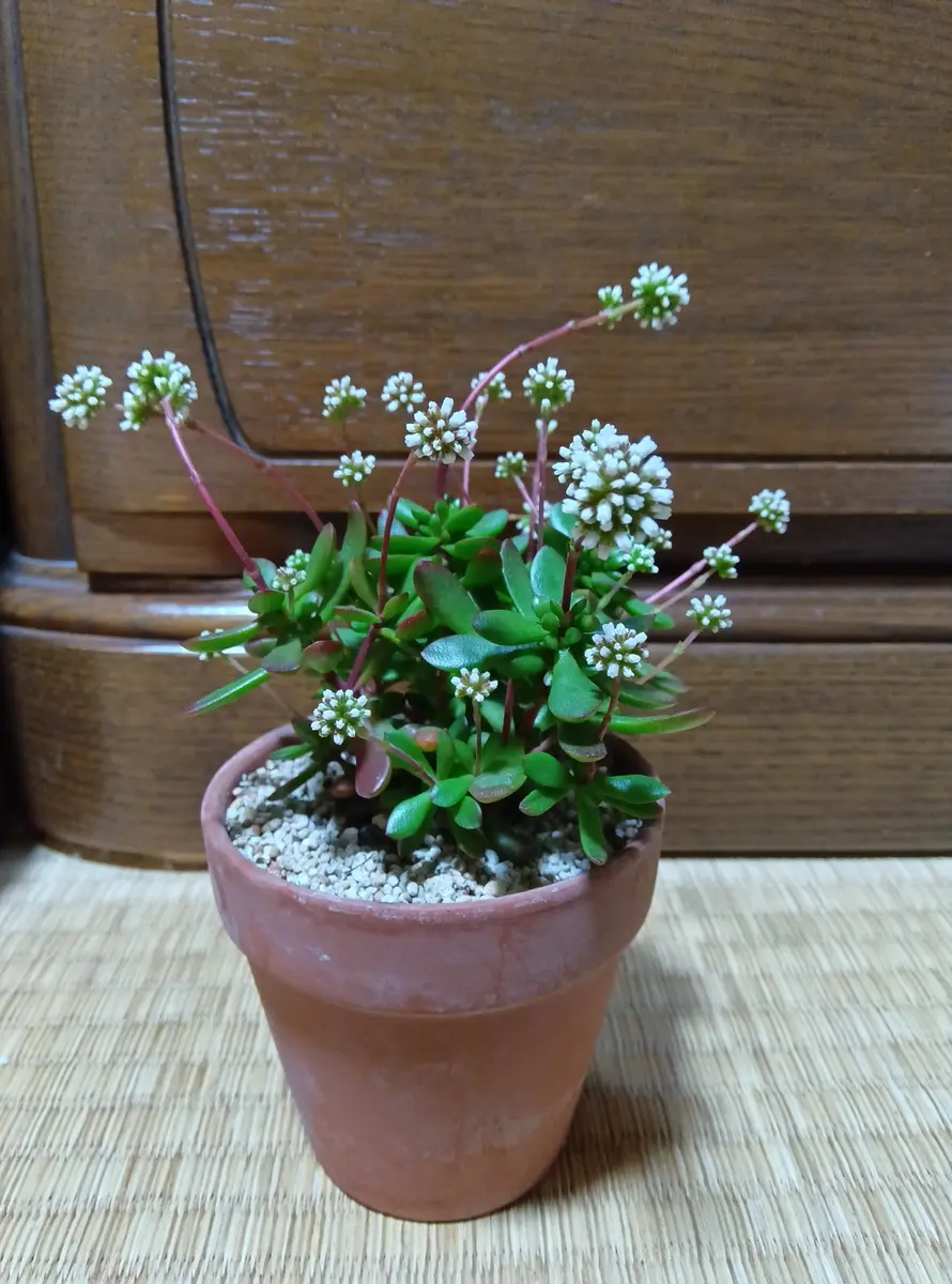 いつも貴重なアドバイスをいただきありがとうございます。今｜園芸