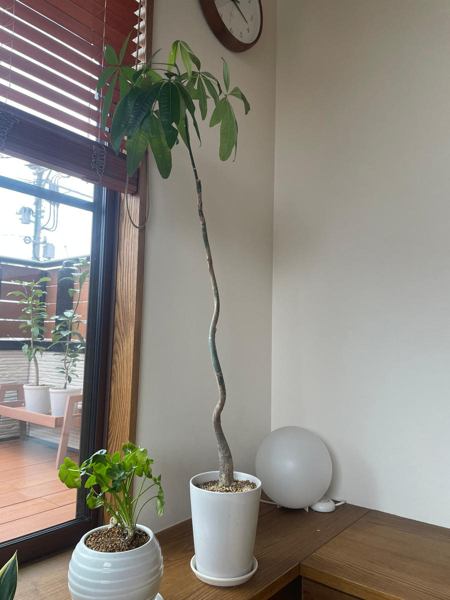 編み込みパキラの2本が枯れて、残り1本になってしまいました 