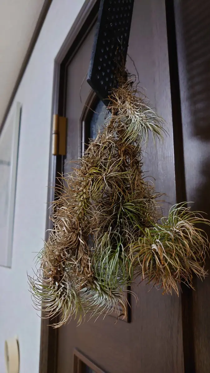 チランジアフンキアナを2月頃にらん展で購入し育てています。｜園芸