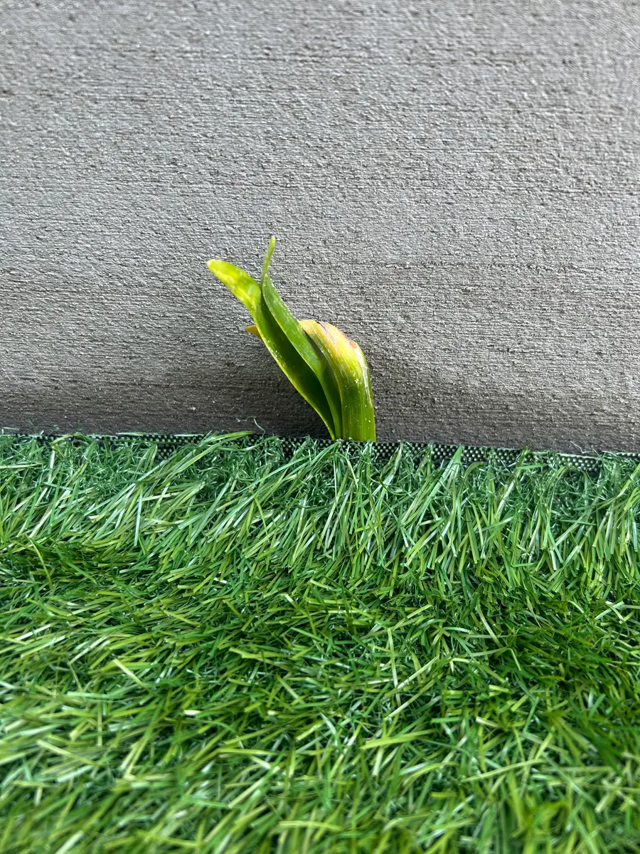 人工芝の隙間から生えてきた植物、触るとビリっと指先に電気が