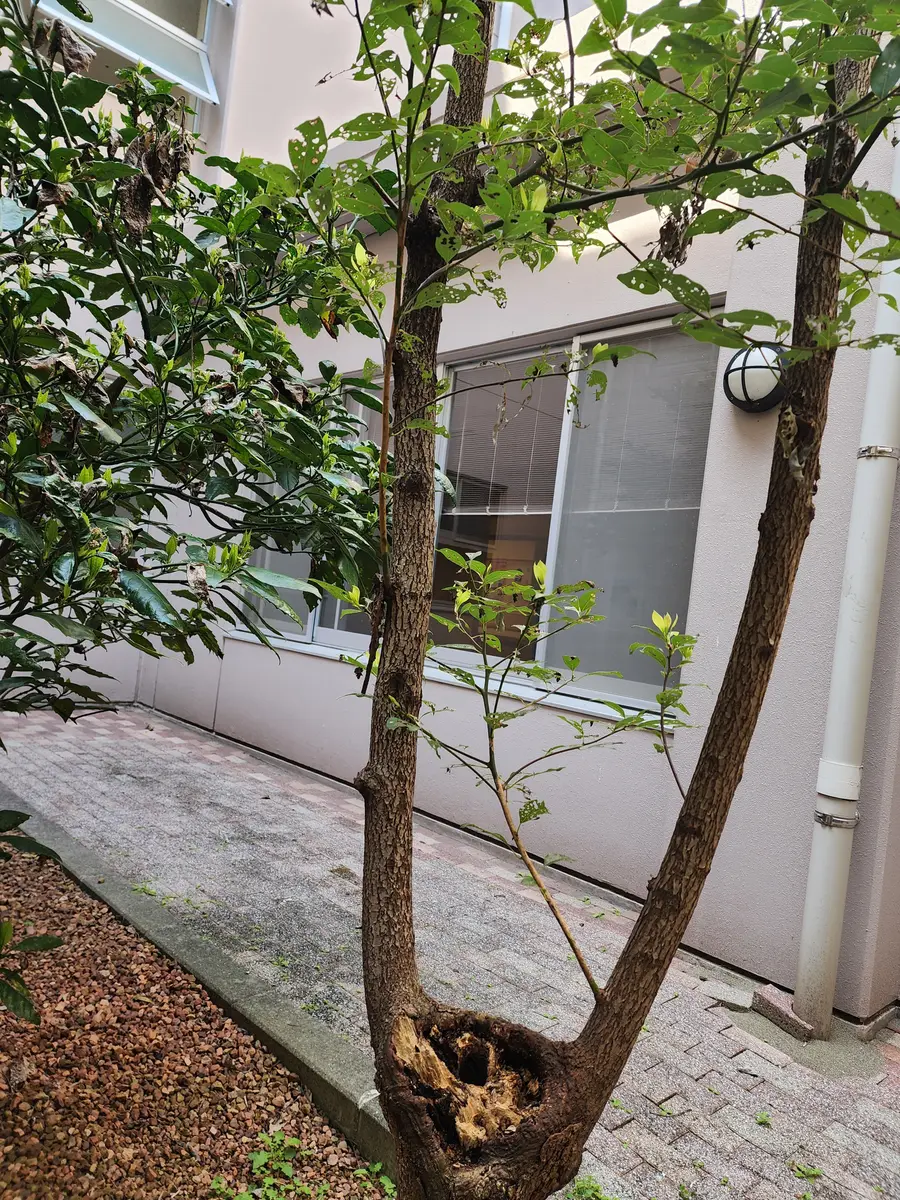 シダの木株中は空洞 木に空洞ができる原因と見分けるコツ