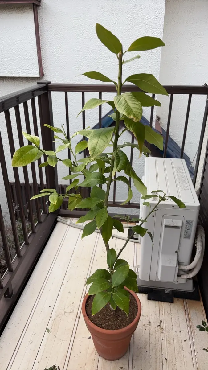 3年目のレモンの木です。剪定の加減がわかりません。ネットで調 