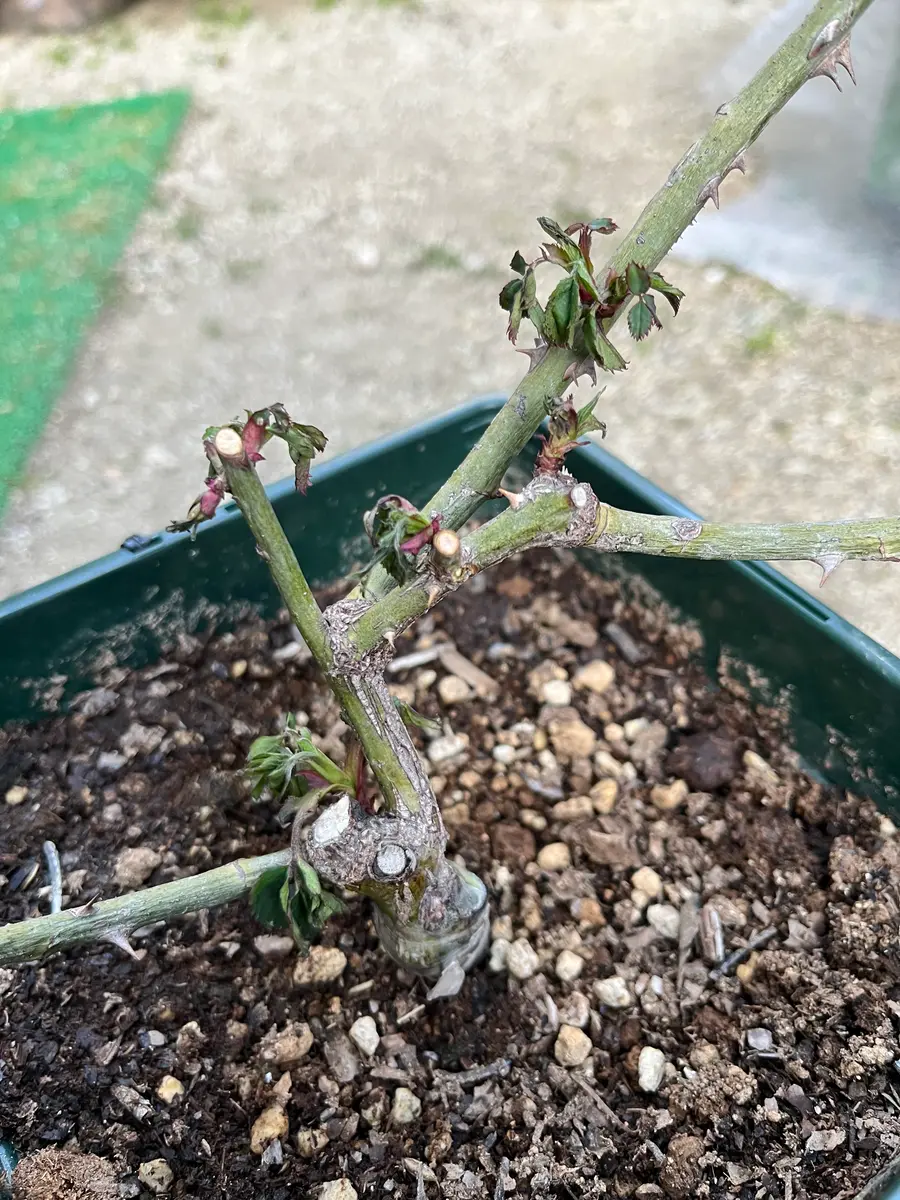 3/20にバラの大苗を購入しました。少し芽吹いてきていたので日