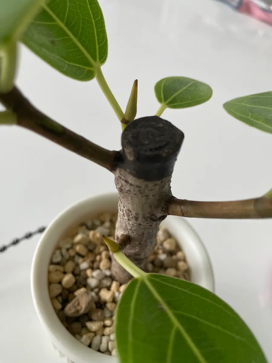 斑入りアルテシマ観葉植物 新芽付き アルテシマ斑入りA932｜観葉植物専門店「ワールドガーデン」