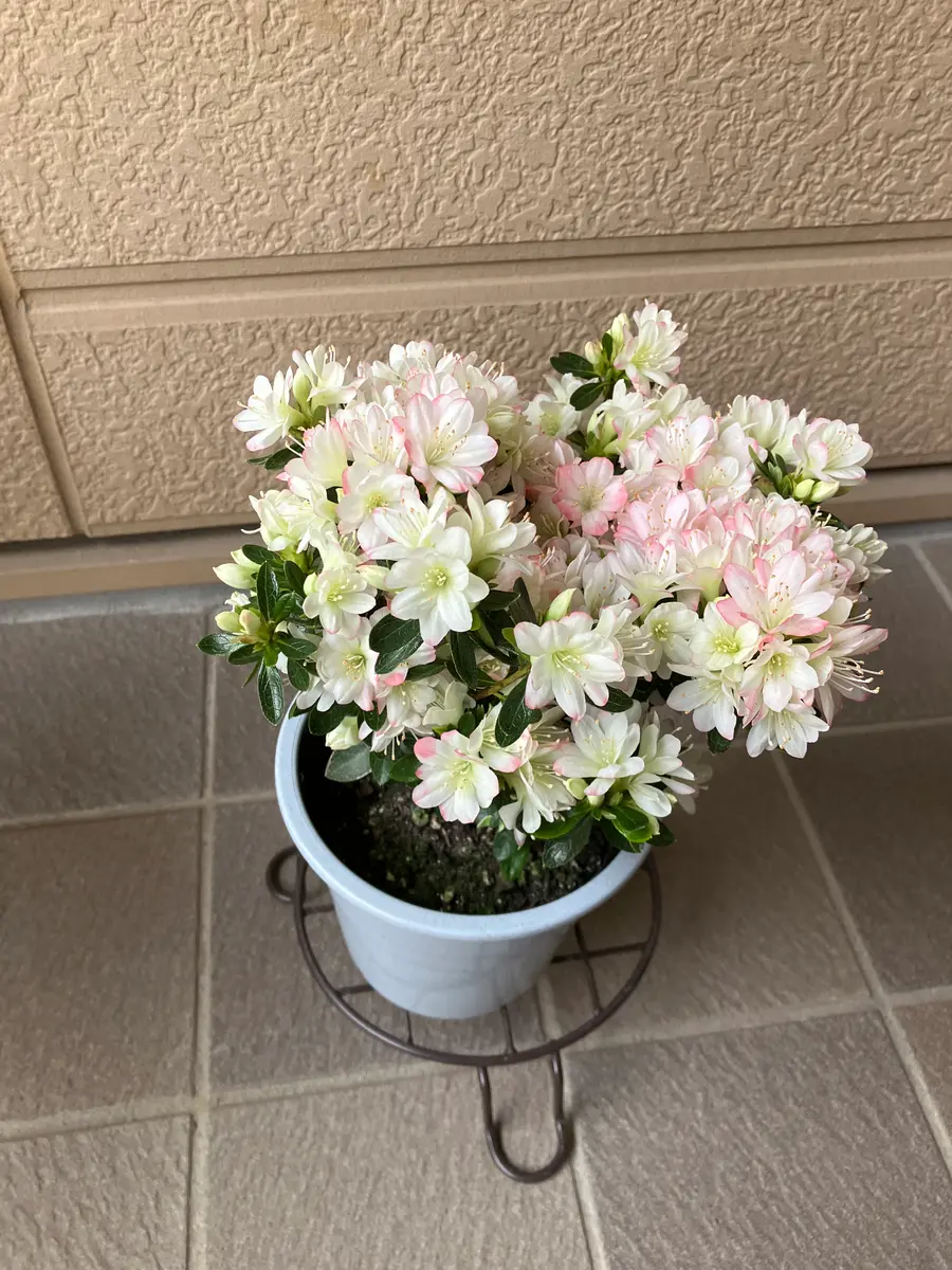 多幹盆栽 白い鉢山ツツジ株がかなりいい感じですオススメです 多幹盆栽