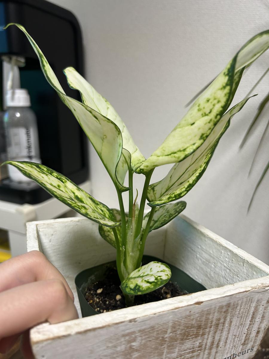 アグラオネマの新芽についてアグラオネマを初めて育てています 