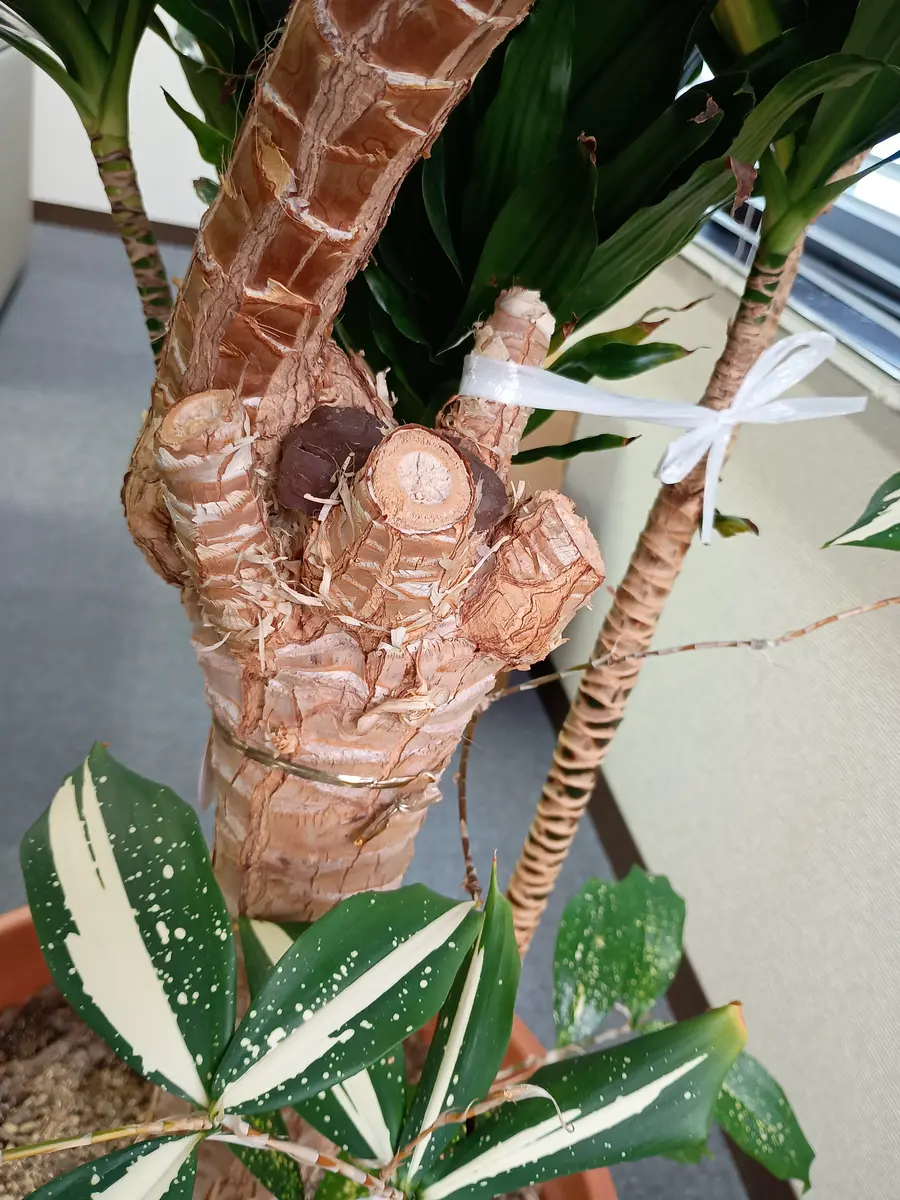 職場のドラセナの寄せ植えについて、皆さんのご意見をお聞かせ