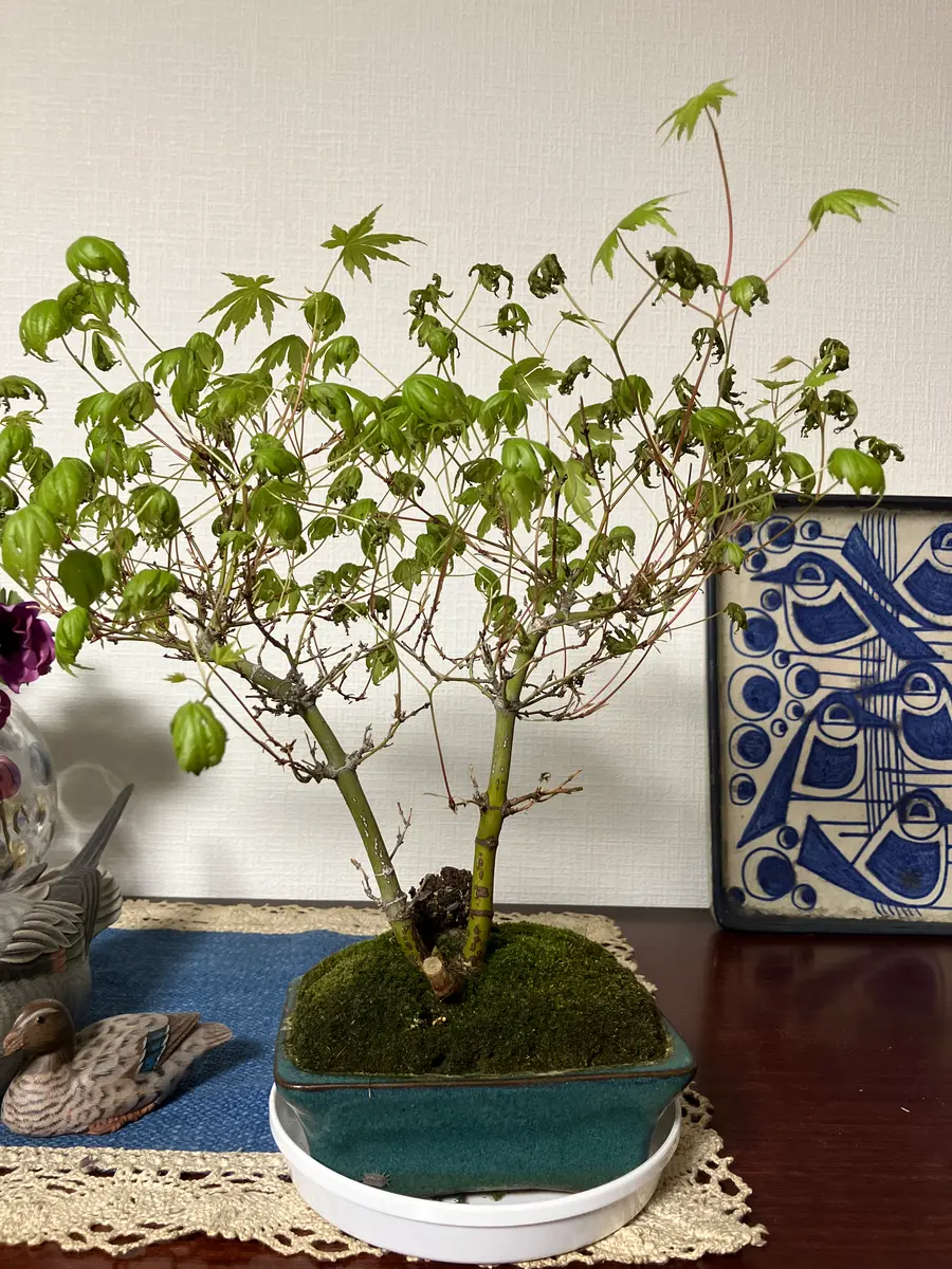 初めまして。我流で実生から20年ほど育てているモミジです。盆