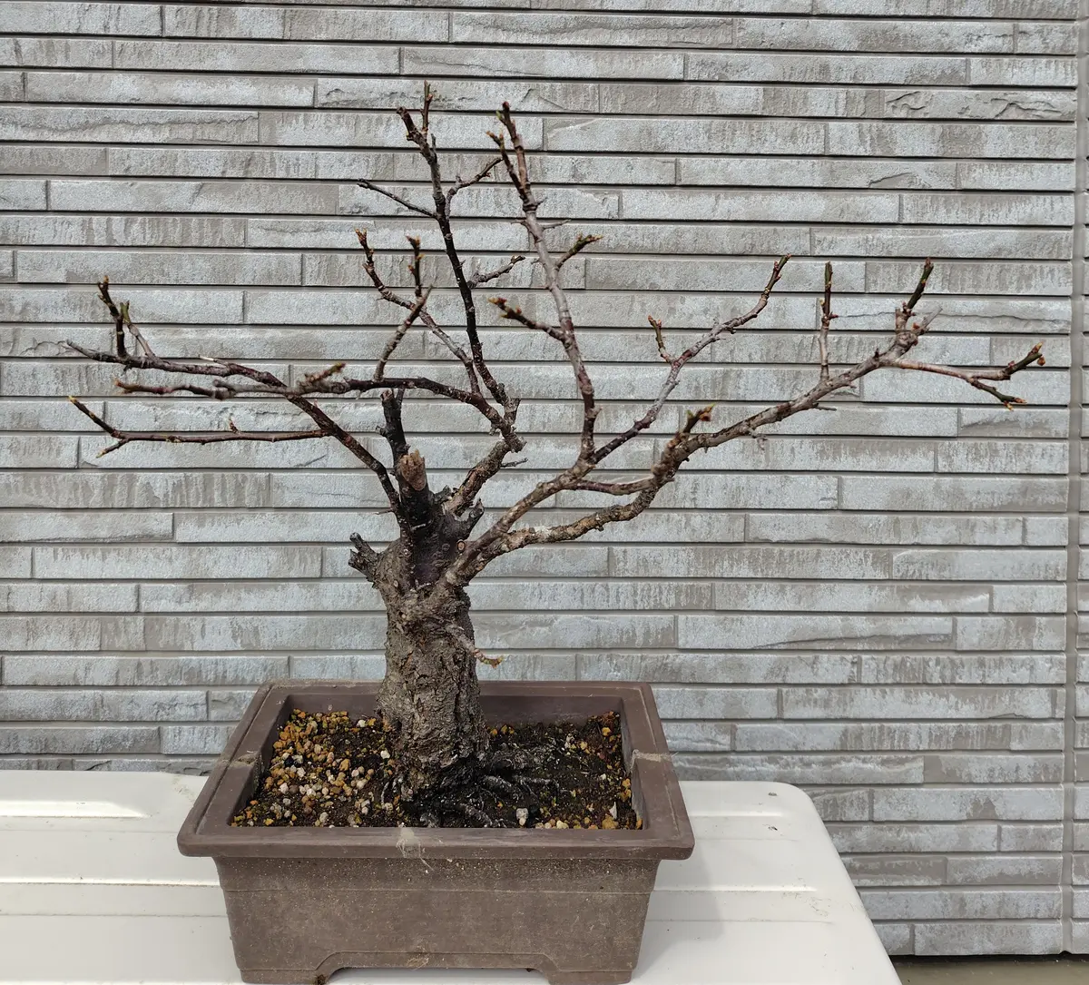 梅 盆栽 極太❗ 値下げ不可❗ た 緋梅盆栽 超極太 樹齢30年位 ☆超大