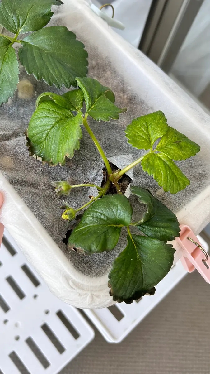 今年の2月にいちごの苗を購入しマンションのベランダにてプラン