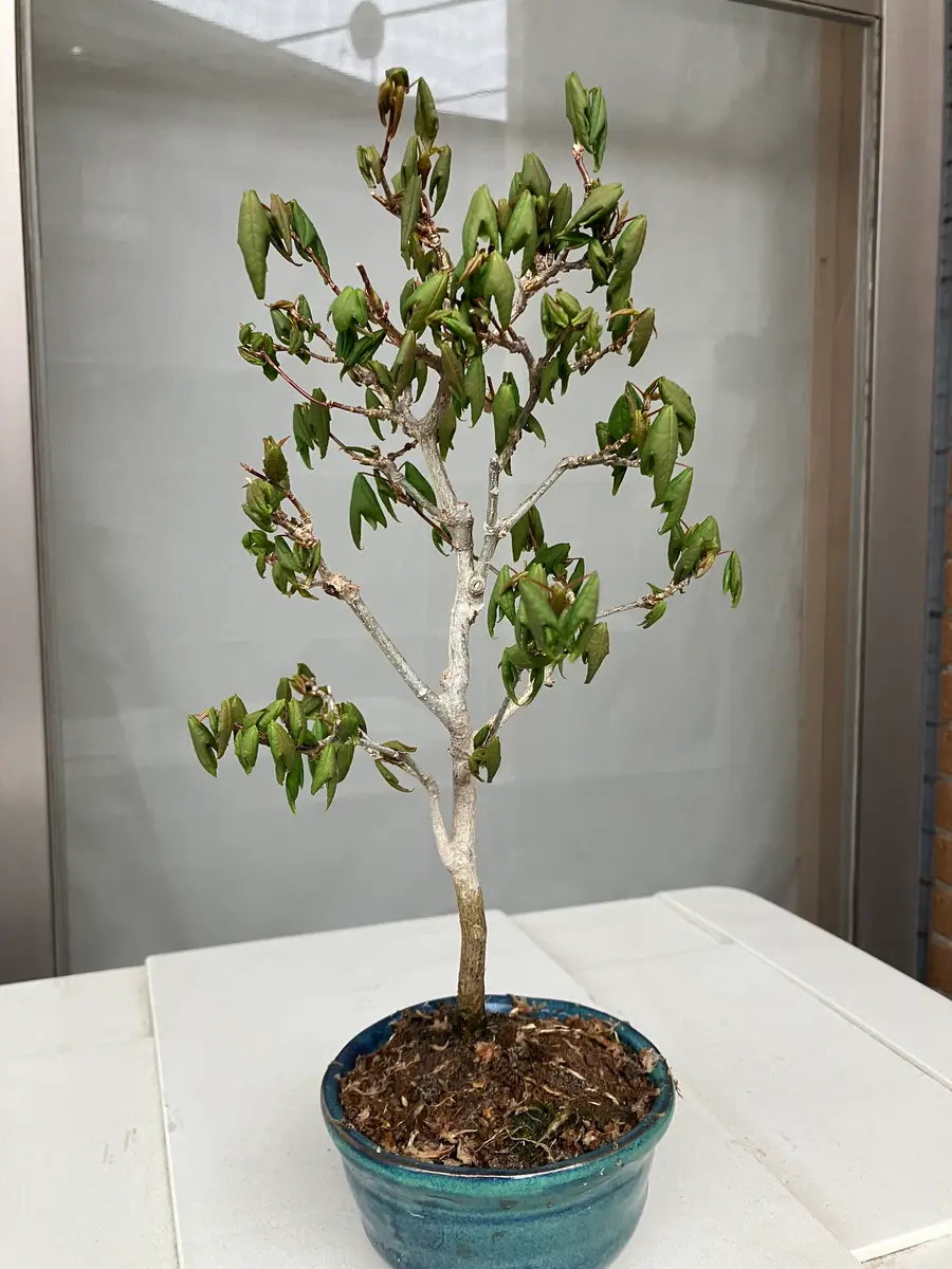 昨年夏に購入したカエデなのですが、春になり芽吹いてきたので