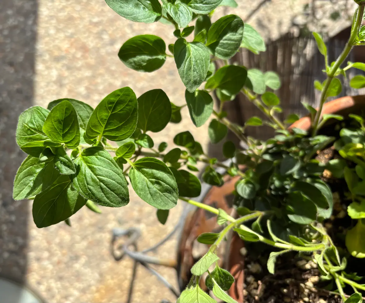 biora様 （山梨県立農林大学校様からビオラの花苗を寄贈していただき  