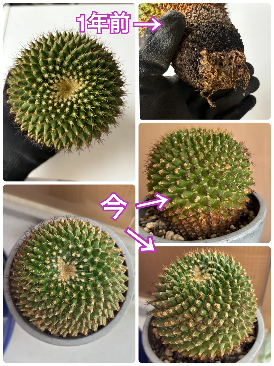 サボテンを助けたいです。(画像参照)上2枚が1年前の植替え｜園芸