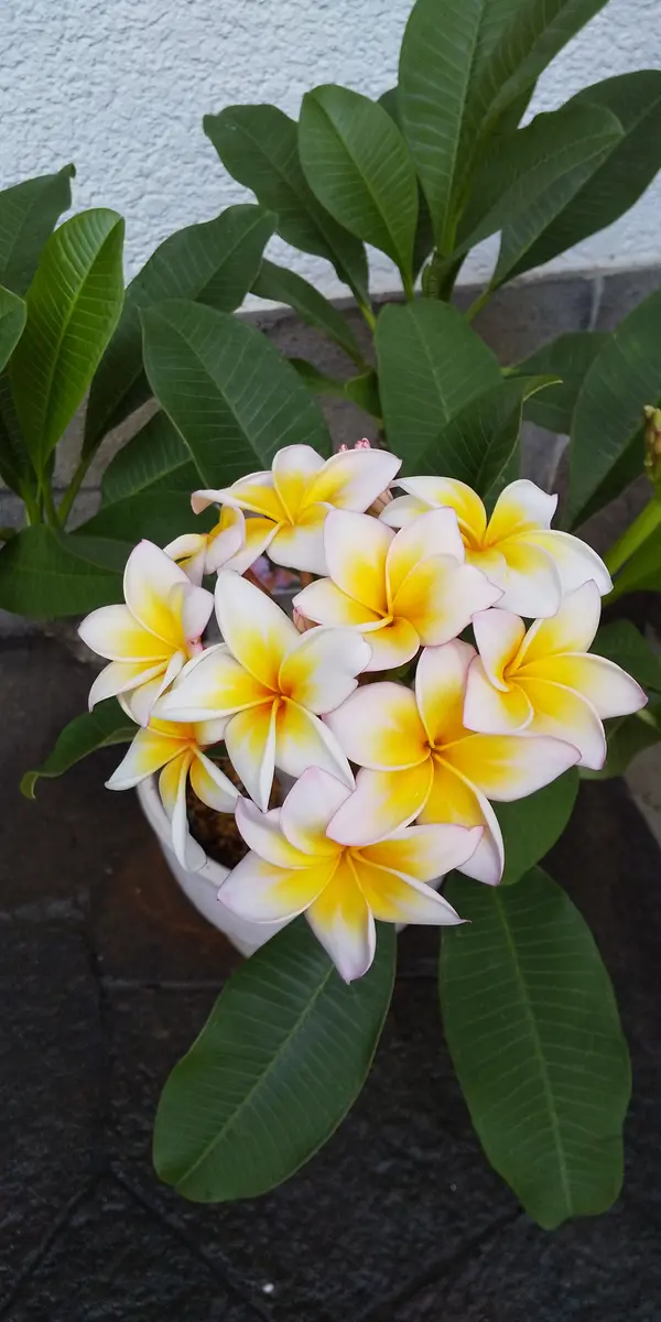 プルメリアの鉢を購入して育てています。冬に水やりが悪かった