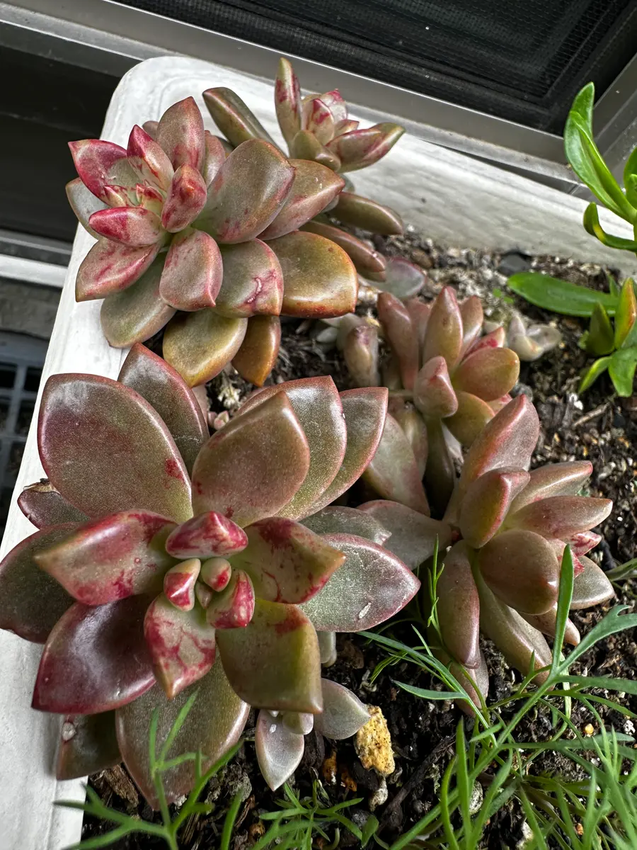 多肉植物⑤（お問合せはこちらからお願いします♪） 多肉植物⑤（お問合せはこちらからお願いします♪）