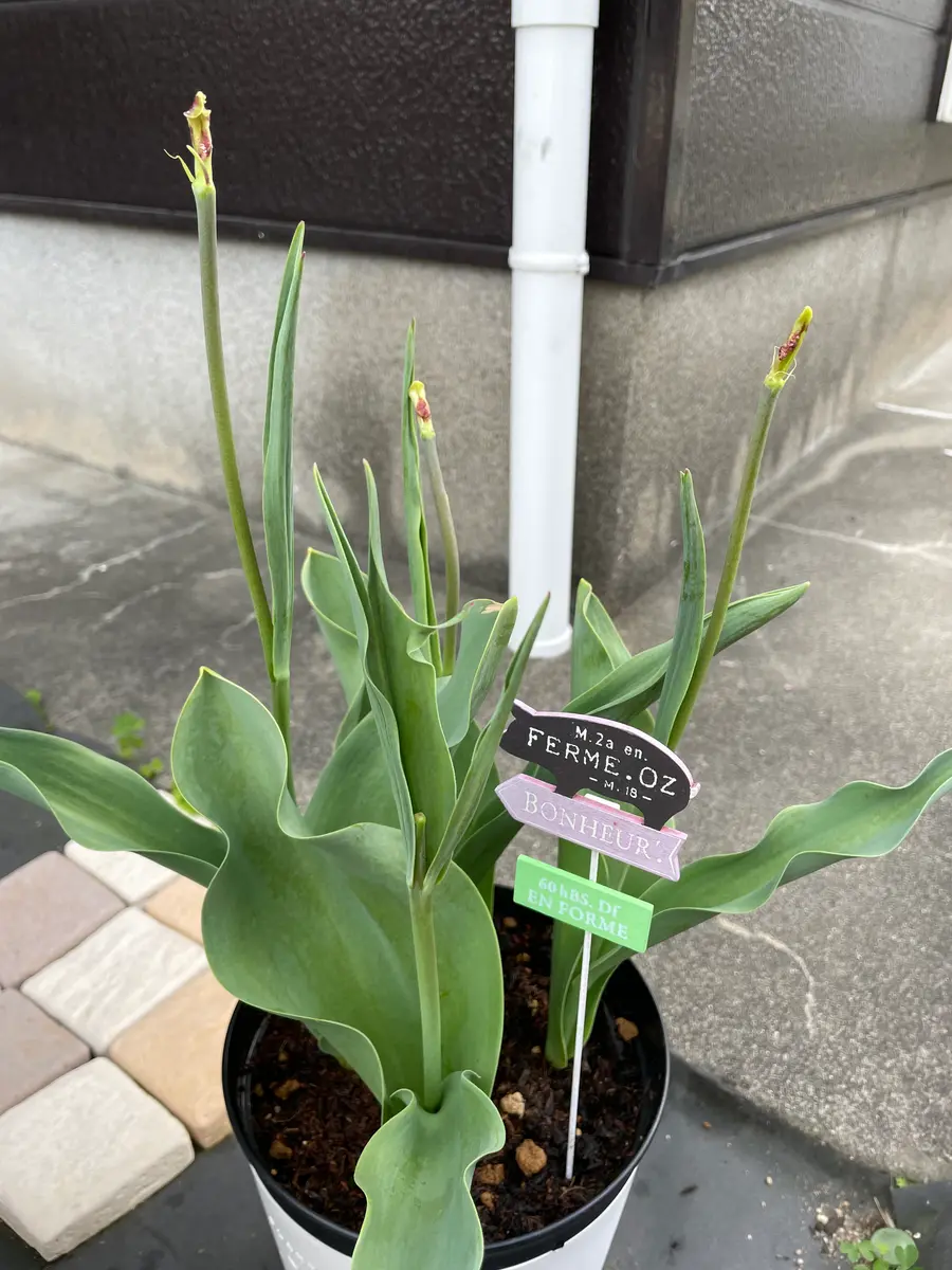 すみません先程投稿したものに写真がはれていませんでしたこ