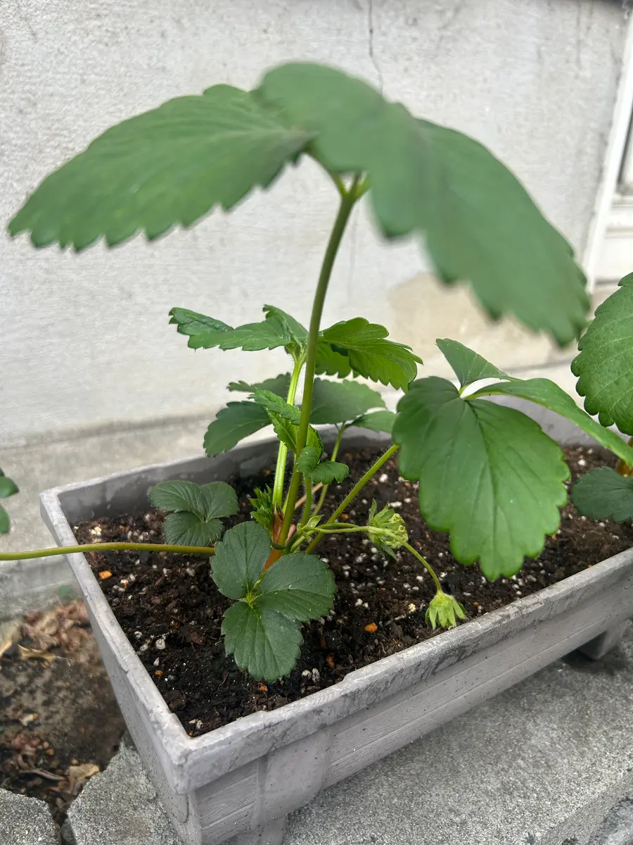 いちごの花がつきません。今年の3月に章姫の苗を買って植えま｜園芸