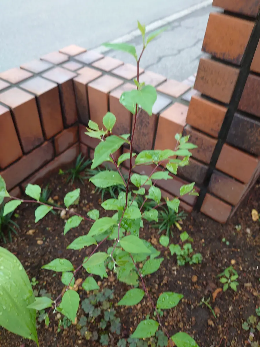 今年、7月庭の木を5本抜いて抜き根しました 雑草っぽくないよ...｜園芸 
