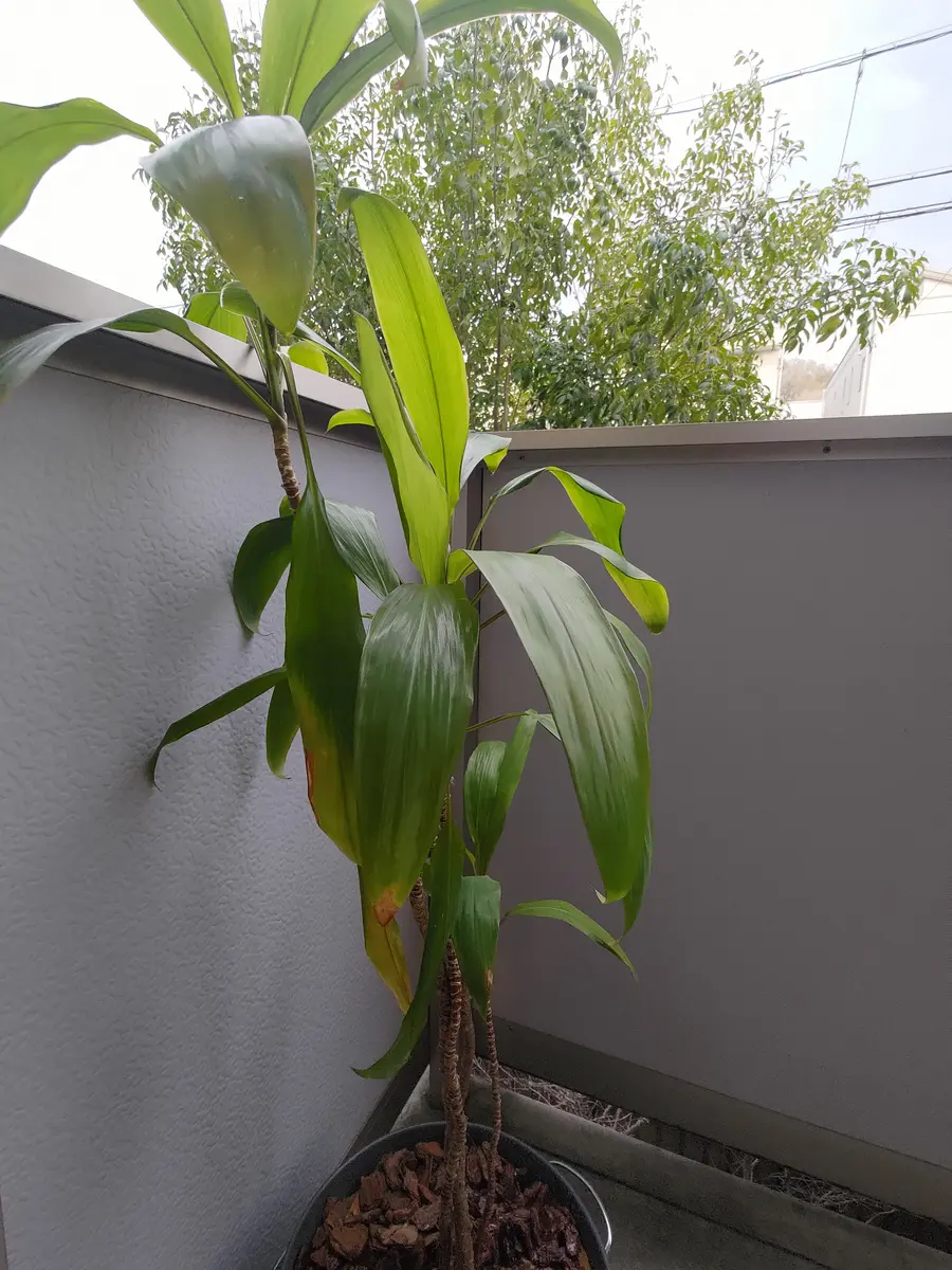 植物好きの祖母がもう世話ができないから後はお願い、と譲り受