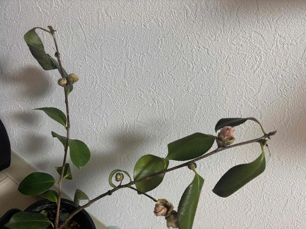 初めて椿の鉢植えを買ったのですが最初2、3回花が咲いたあと