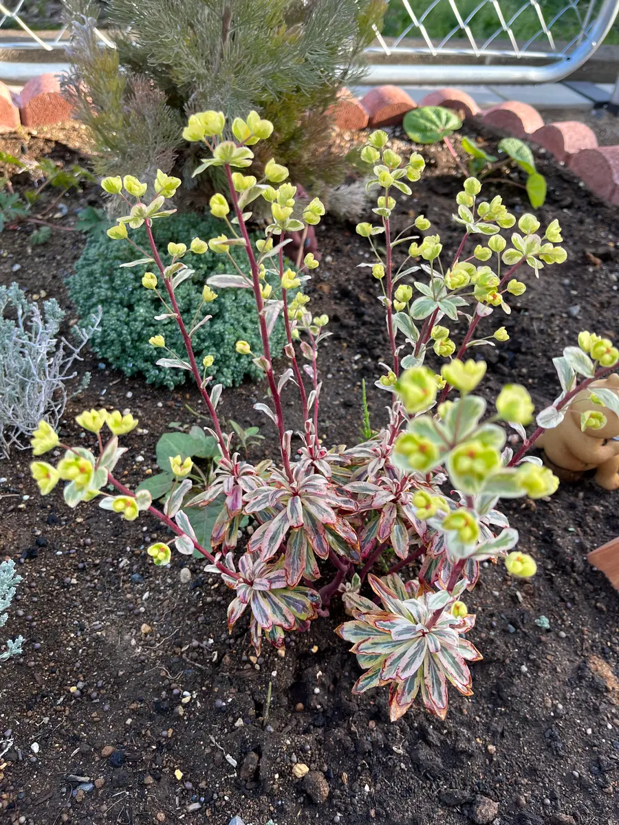立て続けにすみません名前と育て方を教えてください購入時ピ｜園芸