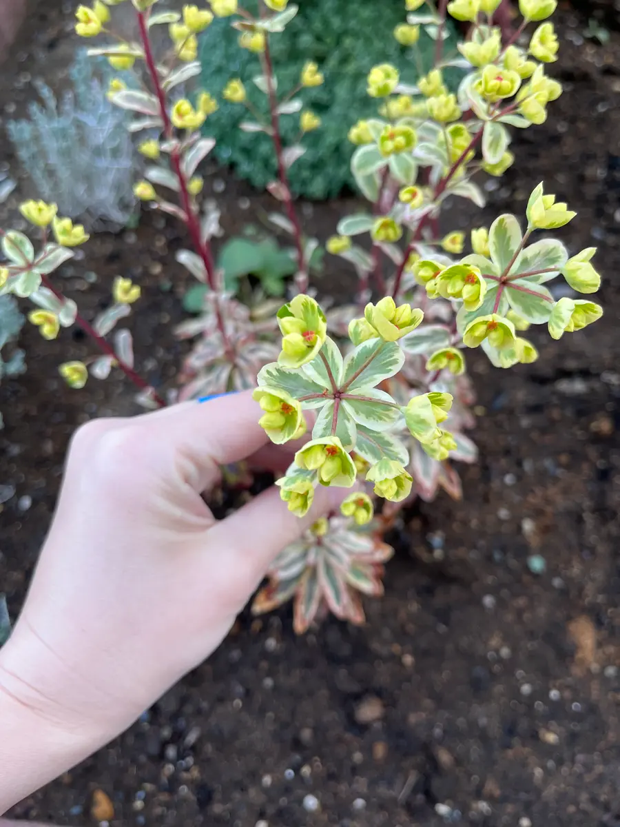 立て続けにすみません名前と育て方を教えてください購入時ピ｜園芸