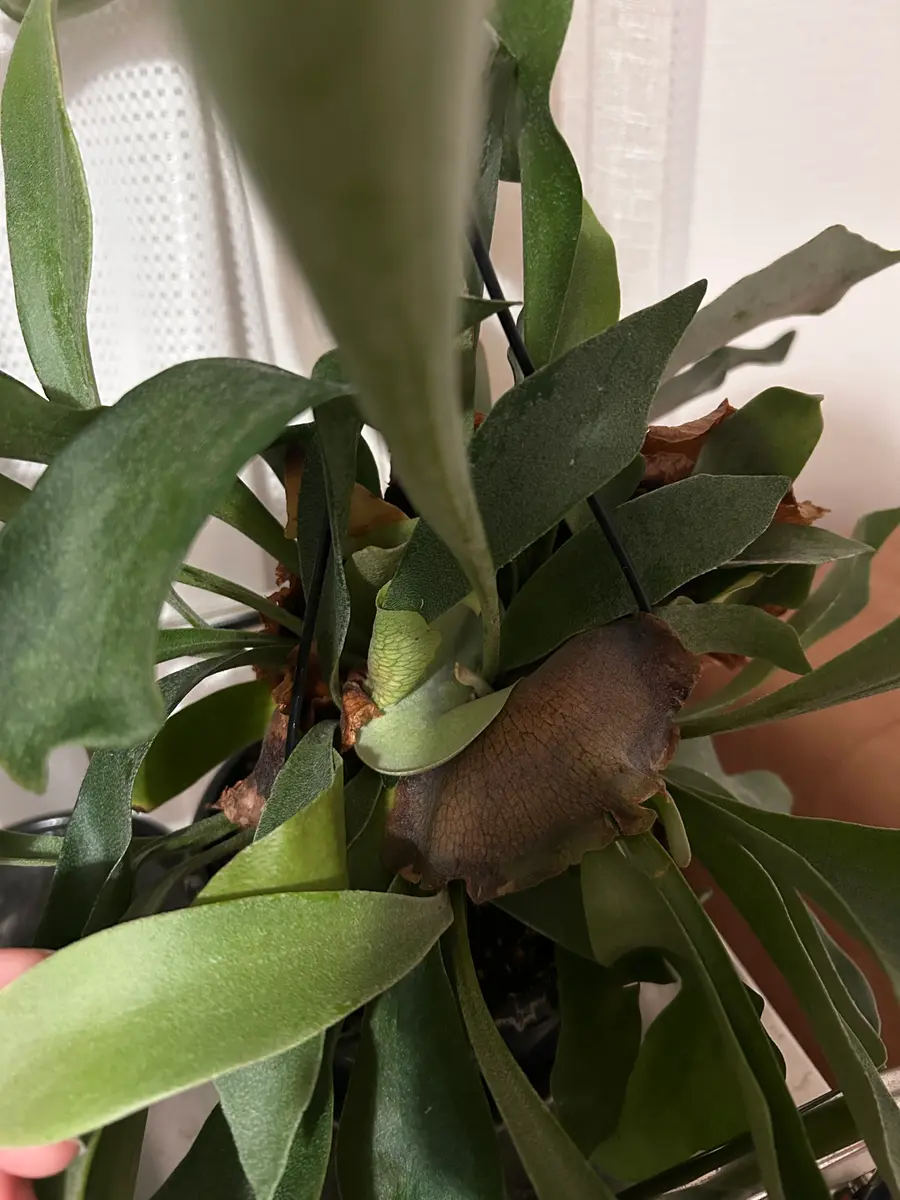 ビカクシダ（コウモリラン）ネザーランドについてご相談です