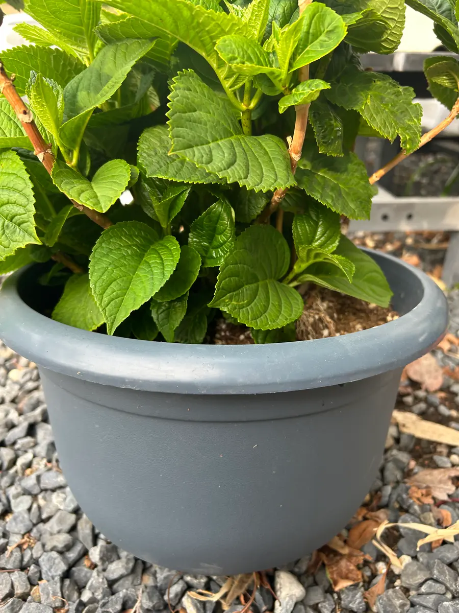 越冬植物等 44鉢一括譲渡 観葉植物の冬越し｜冷害を防ぐ 越冬植物等 44