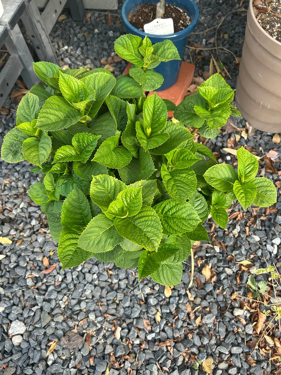 越冬植物等 44鉢一括譲渡 越冬植物等 44鉢一括譲渡