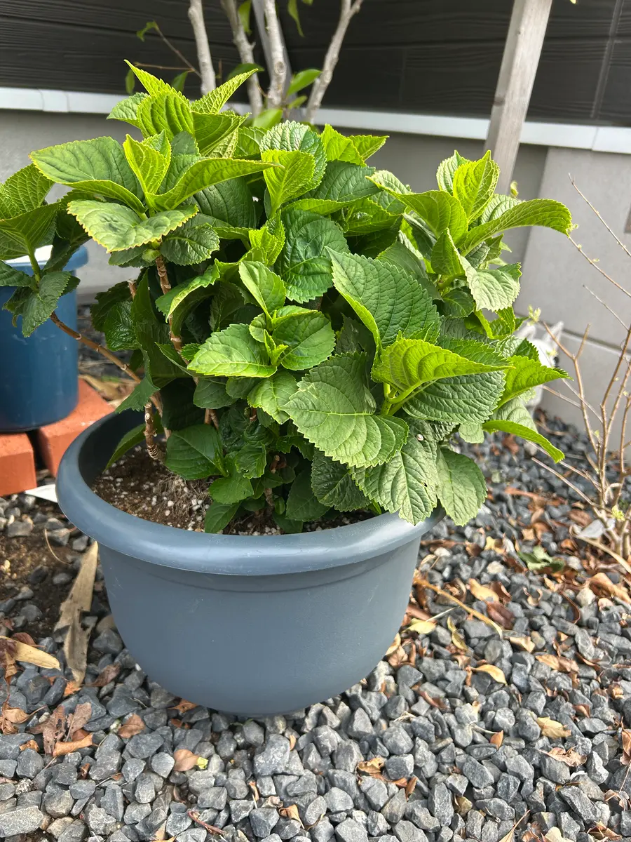冬越しをして鉢増しをして植え替えしました。去年より枝も葉も