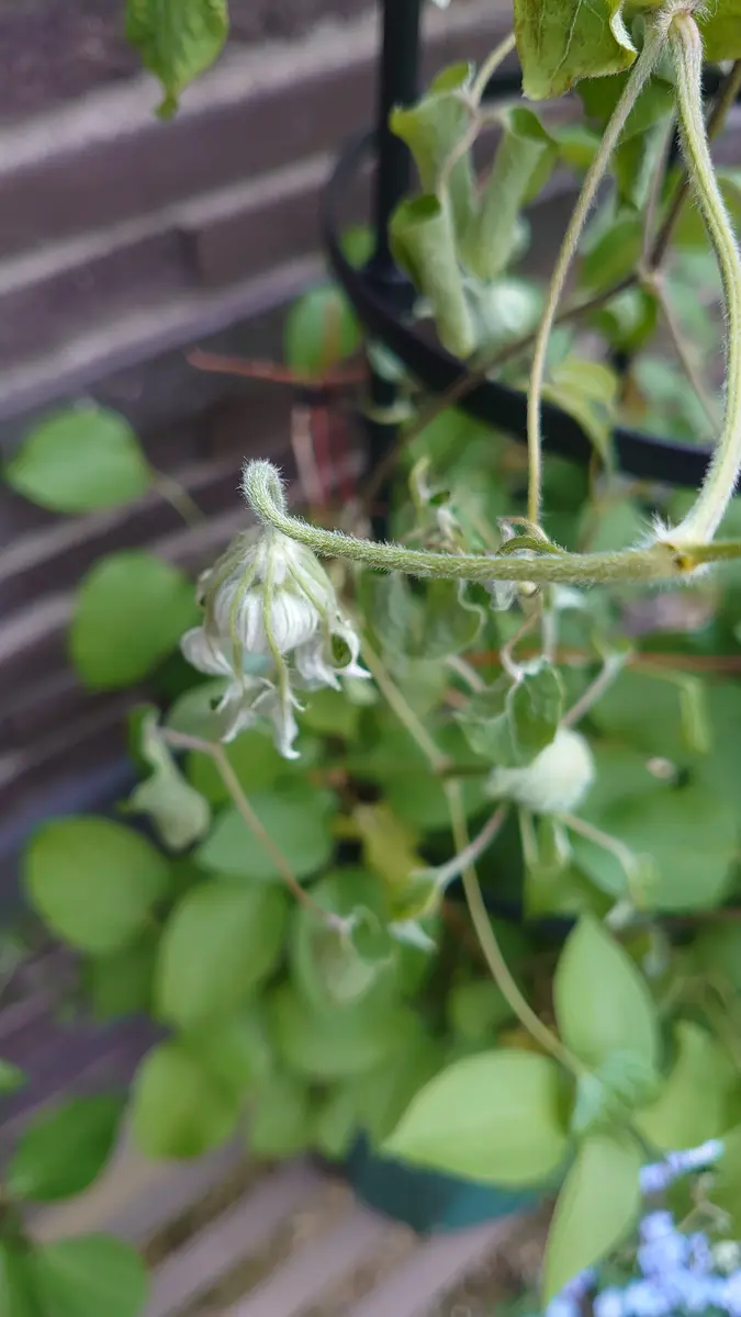 クレマチスです Clematis cultivation] We'll explain three tips to help you