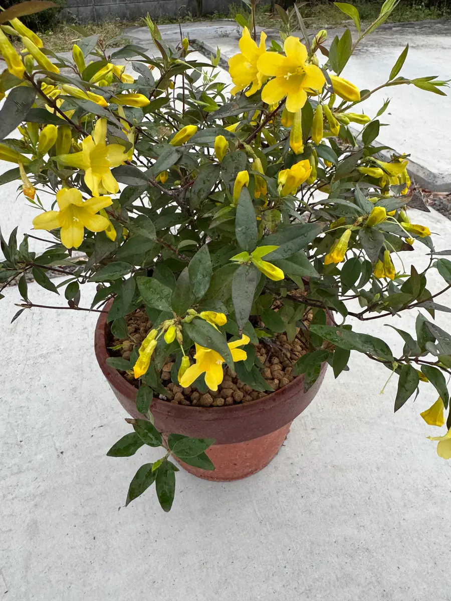 園芸店で買ってきた花木を鉢植えにしました。名前がなかったの