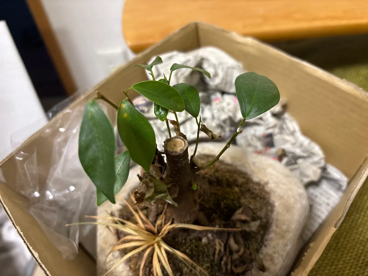 ガジュマルが元気がなくて困ってます。表面がシワシワになって