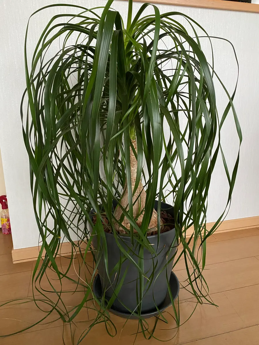 希少 ノリナ エクセルサ 2個セット 楽天市場】ノリナ トックリラン